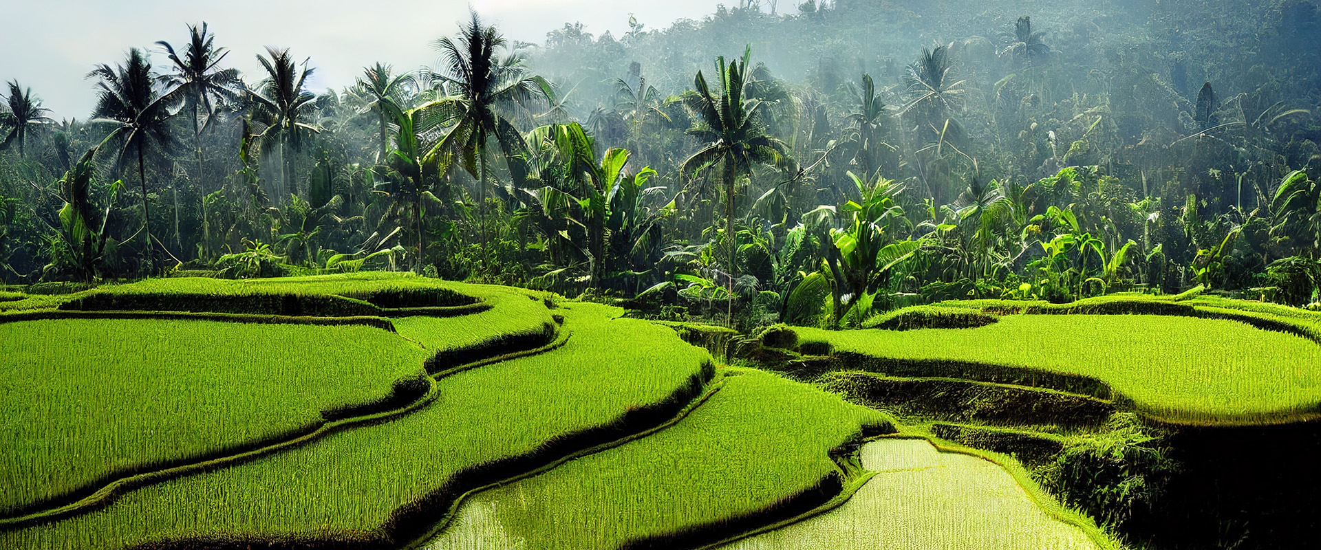 Rice fields near Ubud in Bali Rice fields near Ubud in Bali