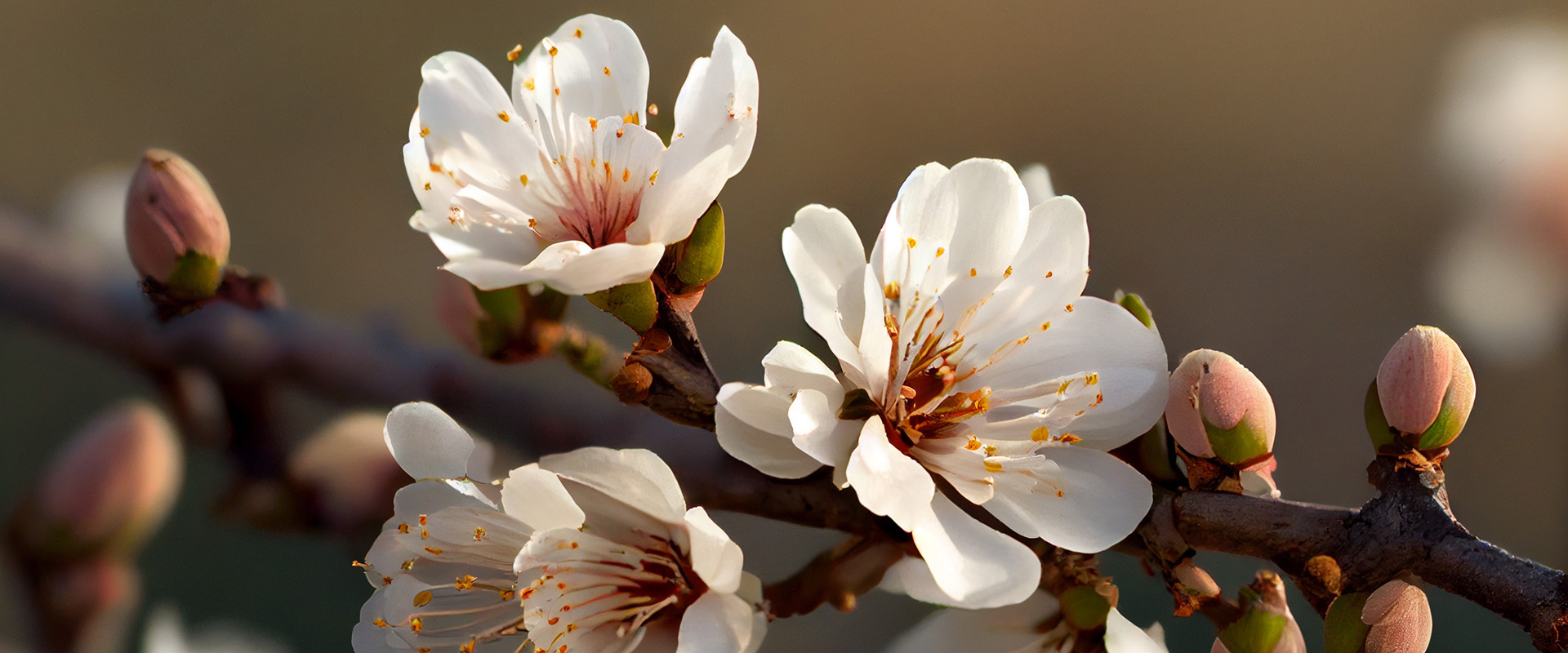 close up to the beautiful almond flower Generative Ai technology close up to the beautiful almond flower Generative Ai technology